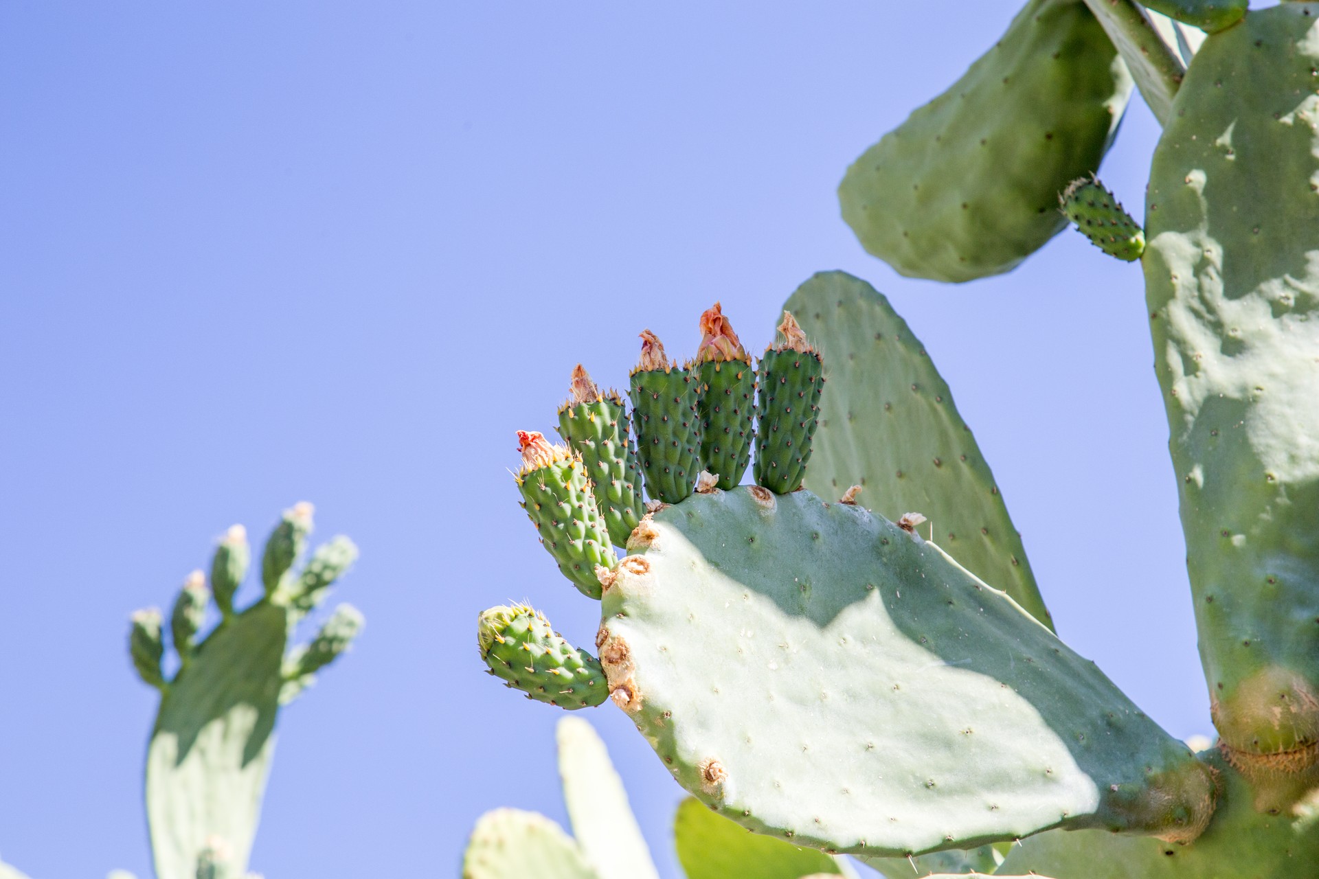 Prickly Pear against Blue