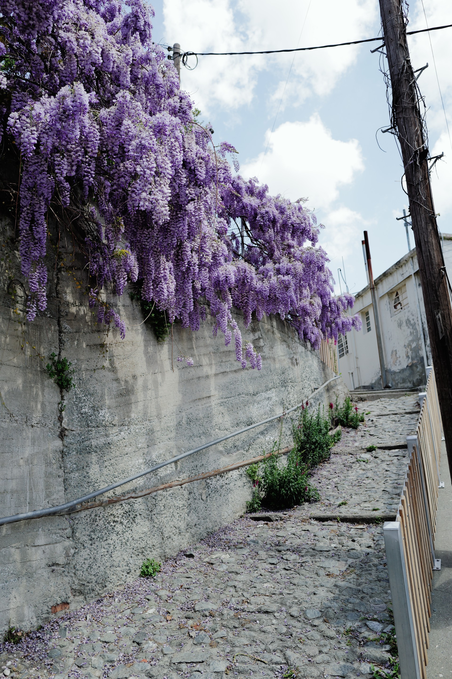 Wisteria Alley