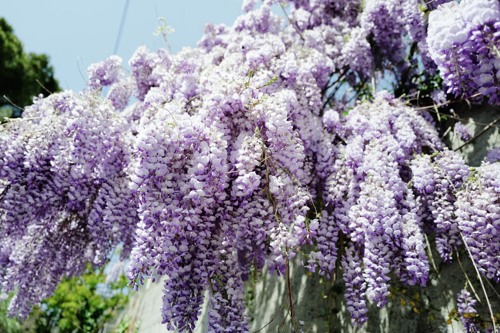 Wall of Wisteria