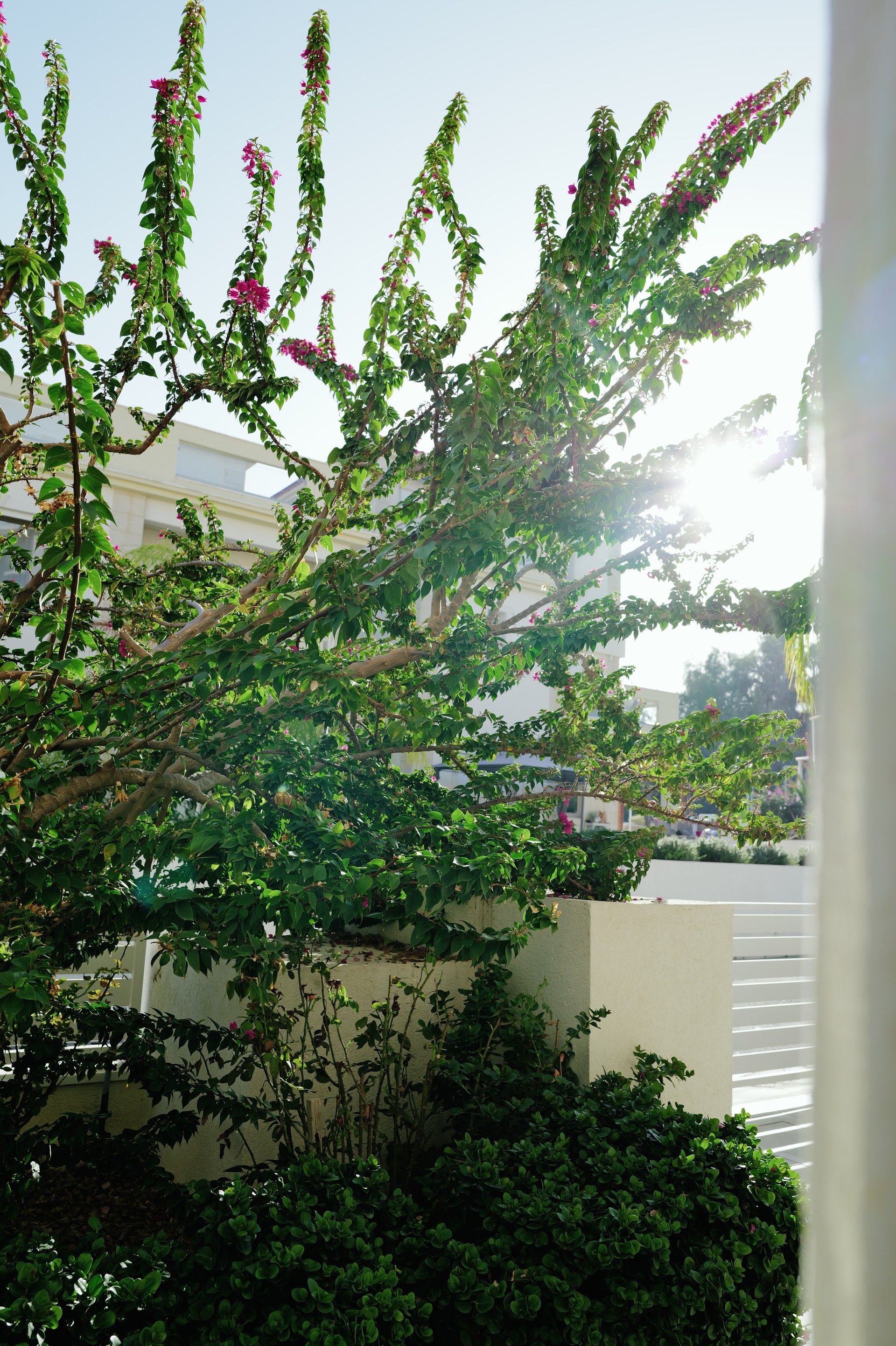 Bougainvillea in the Sun