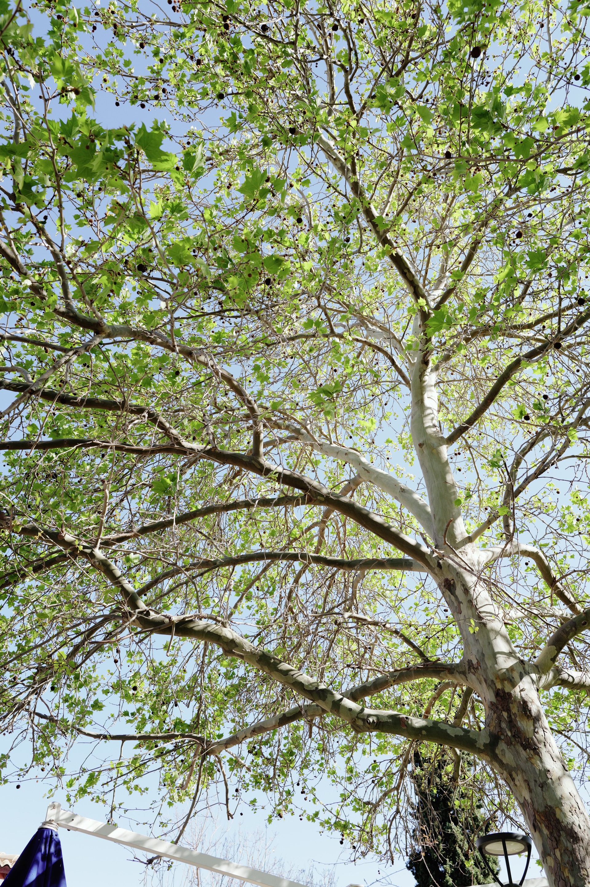 Plane Tree in Spring