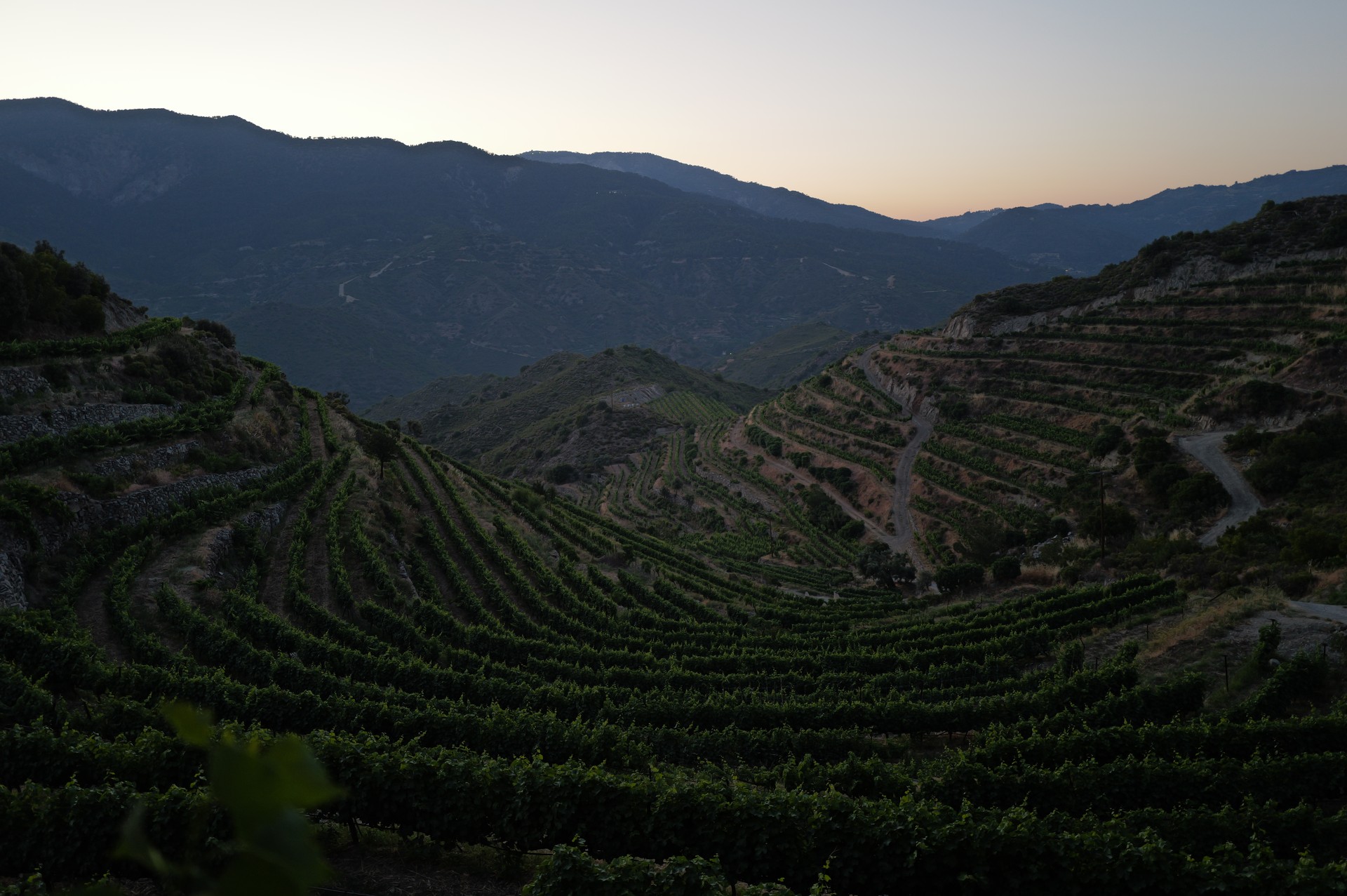 Vineyards at Dusk