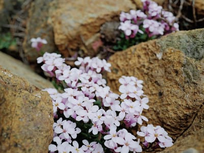 Wildflowers in the Rocks