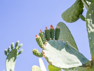 Prickly Pear against Blue