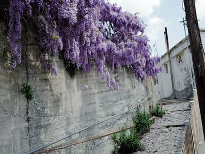 Wisteria Alley