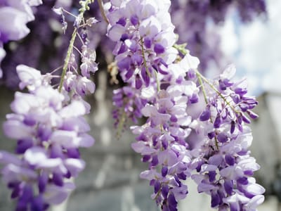 Wisteria in Bloom