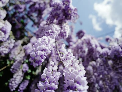 Looking Up Through Wisteria