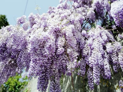 Wall of Wisteria