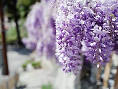 Wisteria and Street