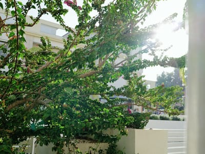 Bougainvillea in the Sun