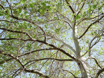 Plane Tree in Spring