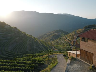 Vineyards above Pelendri
