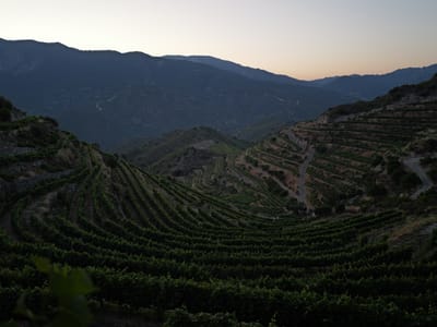 Vineyards at Dusk